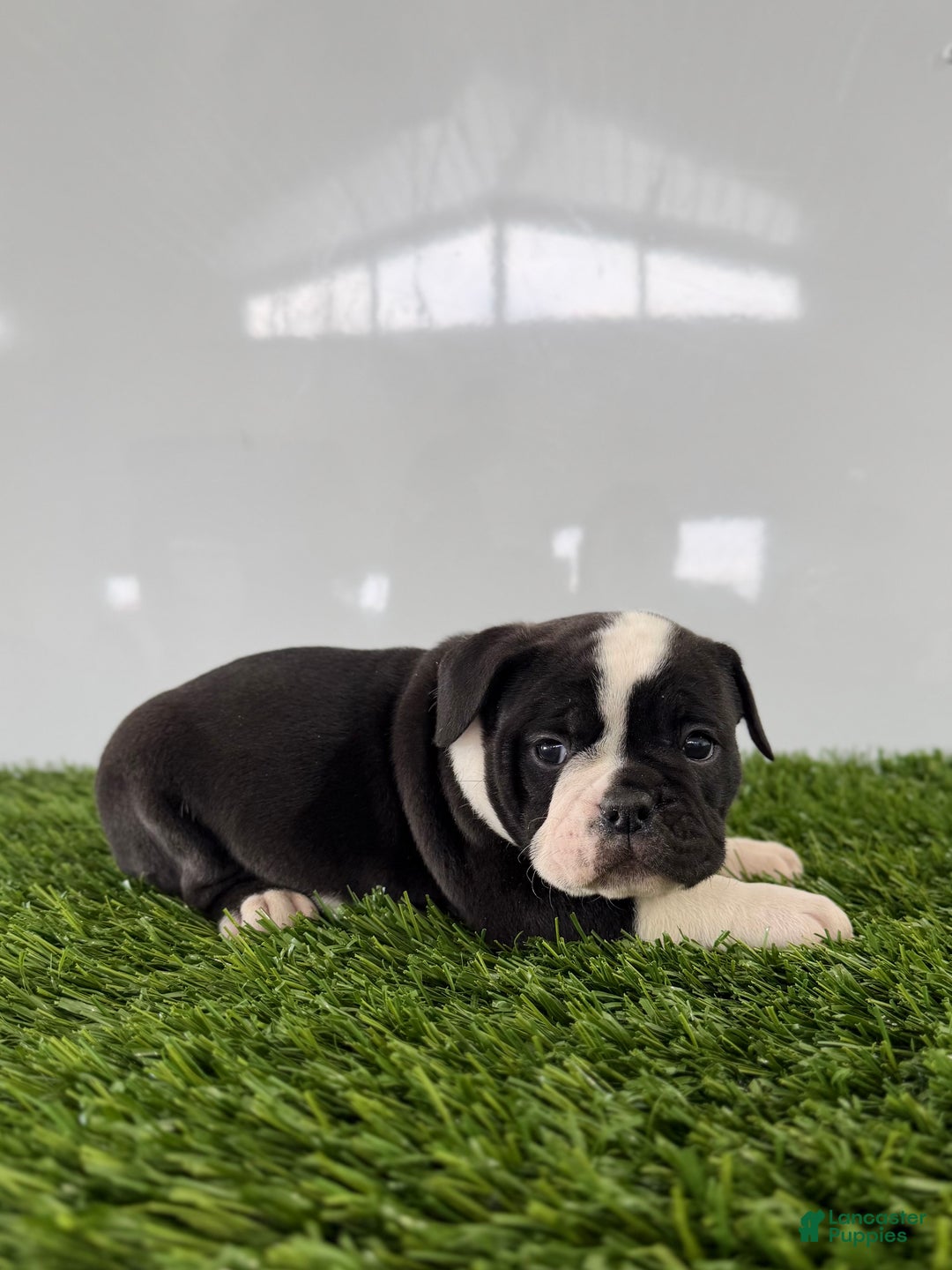 Olde English Bulldogge dogs for sale: Tysum - Ad 2