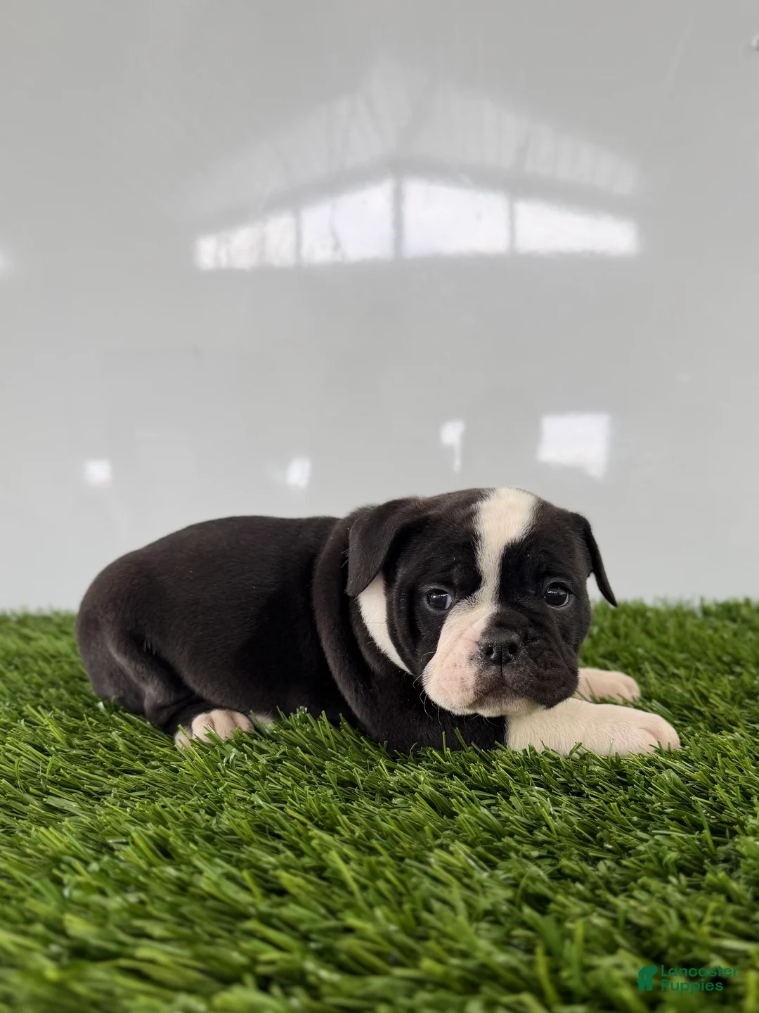 Olde English Bulldogge dogs for sale: Tysum - Ad 2