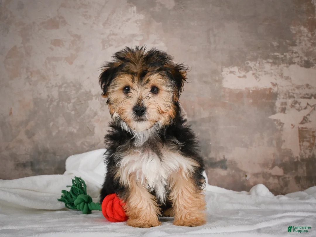 Yochon dogs for sale: ACE - Ad 2