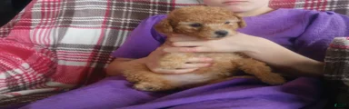 Snickers 