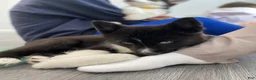 Siberian Husky dogs for sale: Bandit - Ad 5
