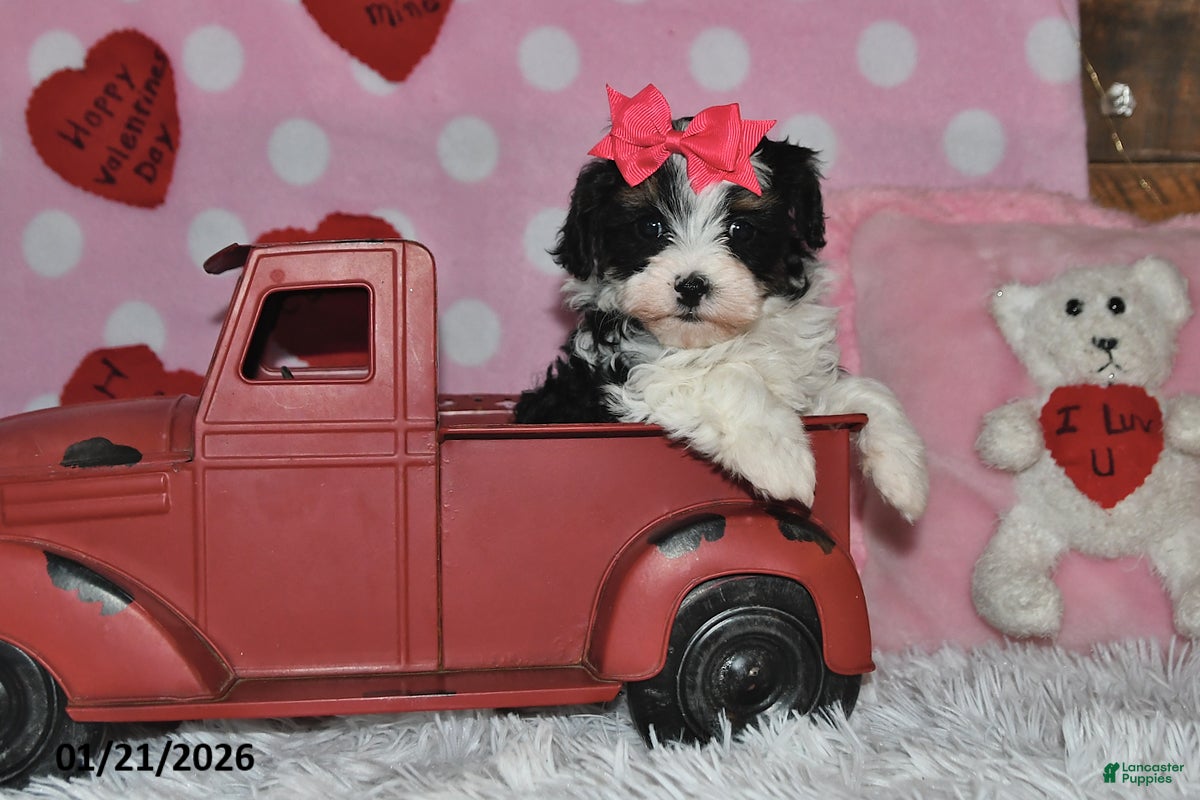 Lhasapoo dogs Juliet - Ad 3