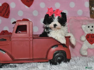 Lhasapoo dogs Juliet - Ad 2