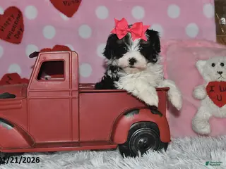 Lhasapoo dogs Juliet - Ad 3