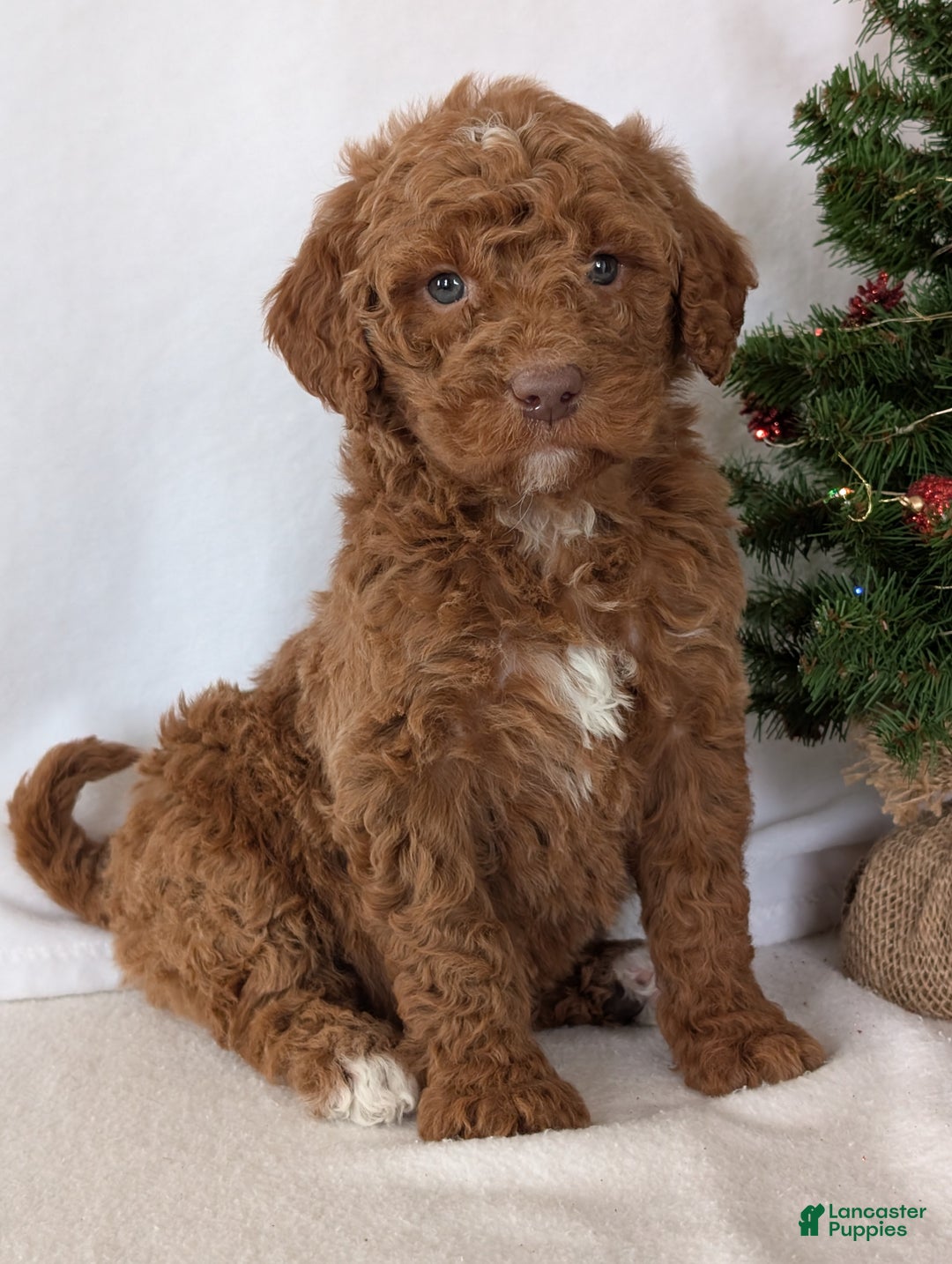 Goldendoodle dogs for sale: Porter  - Ad 1