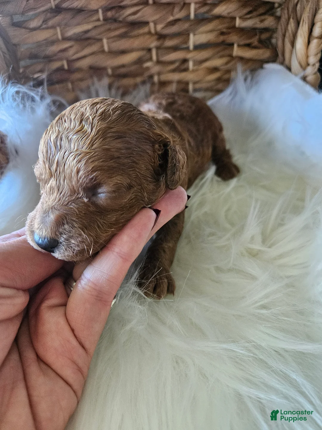 Cavapoo dogs for sale: Gentry  - Ad 2
