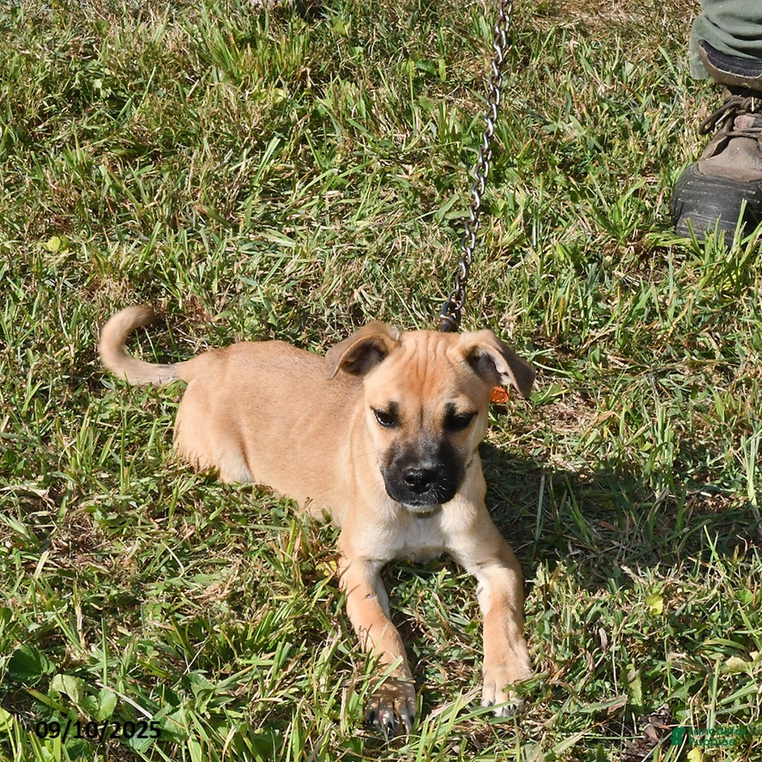 Mixed Breed dogs for sale: Shadow - Ad 1