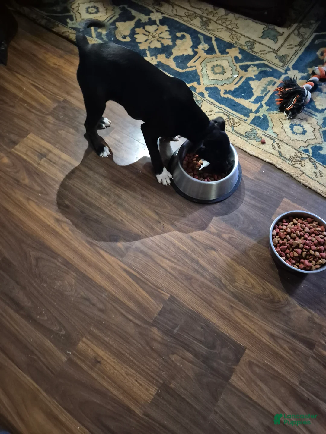 American Staffordshire Terrier dogs for sale: American Staffordshire Terrier Puppy 3 - Ad 2