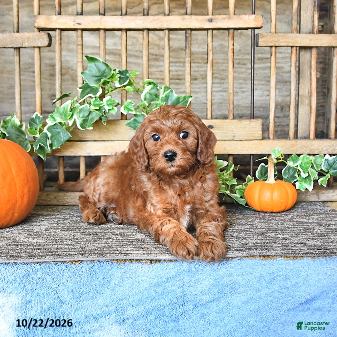Mini Goldendoodle dogs for sale: Candy - Ad 1