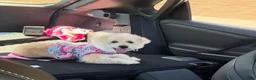 Maltipoo dogs for sale: Maltipoo 1 - Ad 2