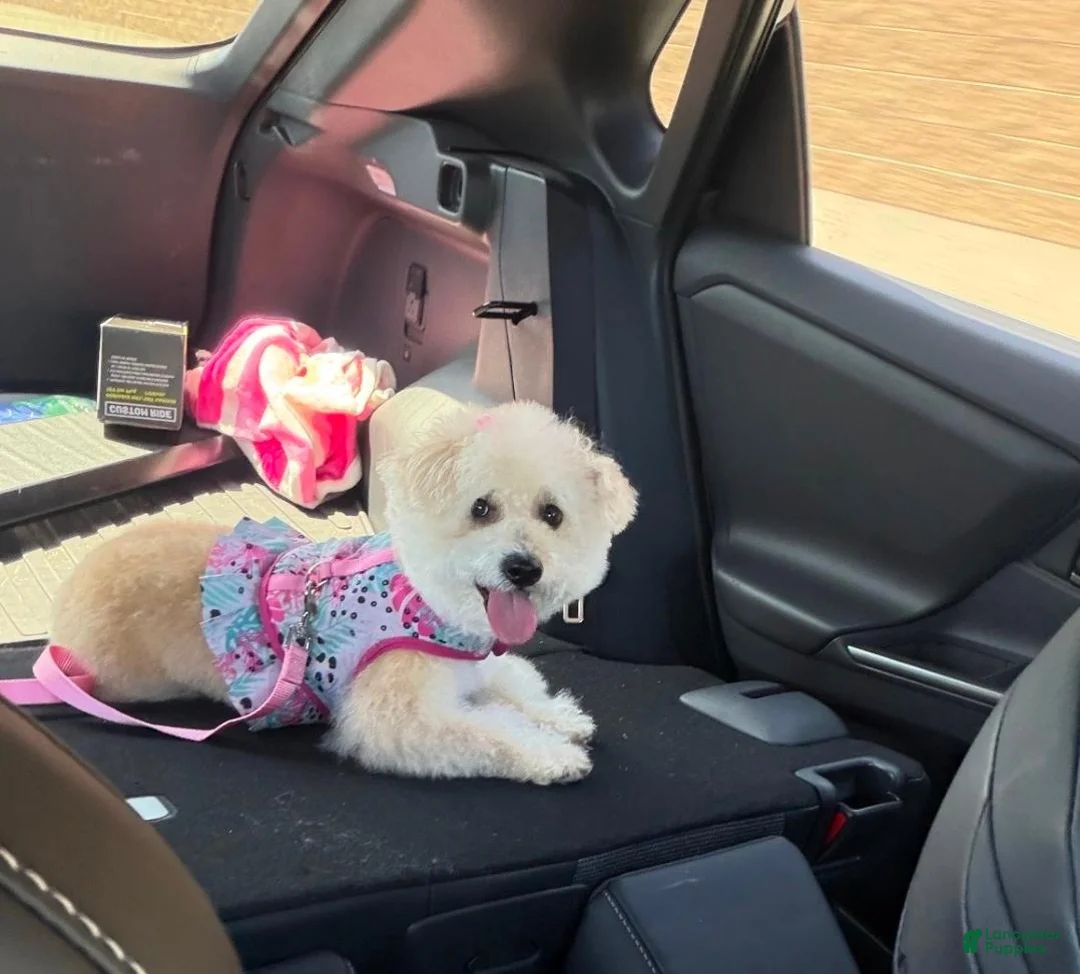 Maltipoo dogs for sale: Maltipoo 1 - Ad 2