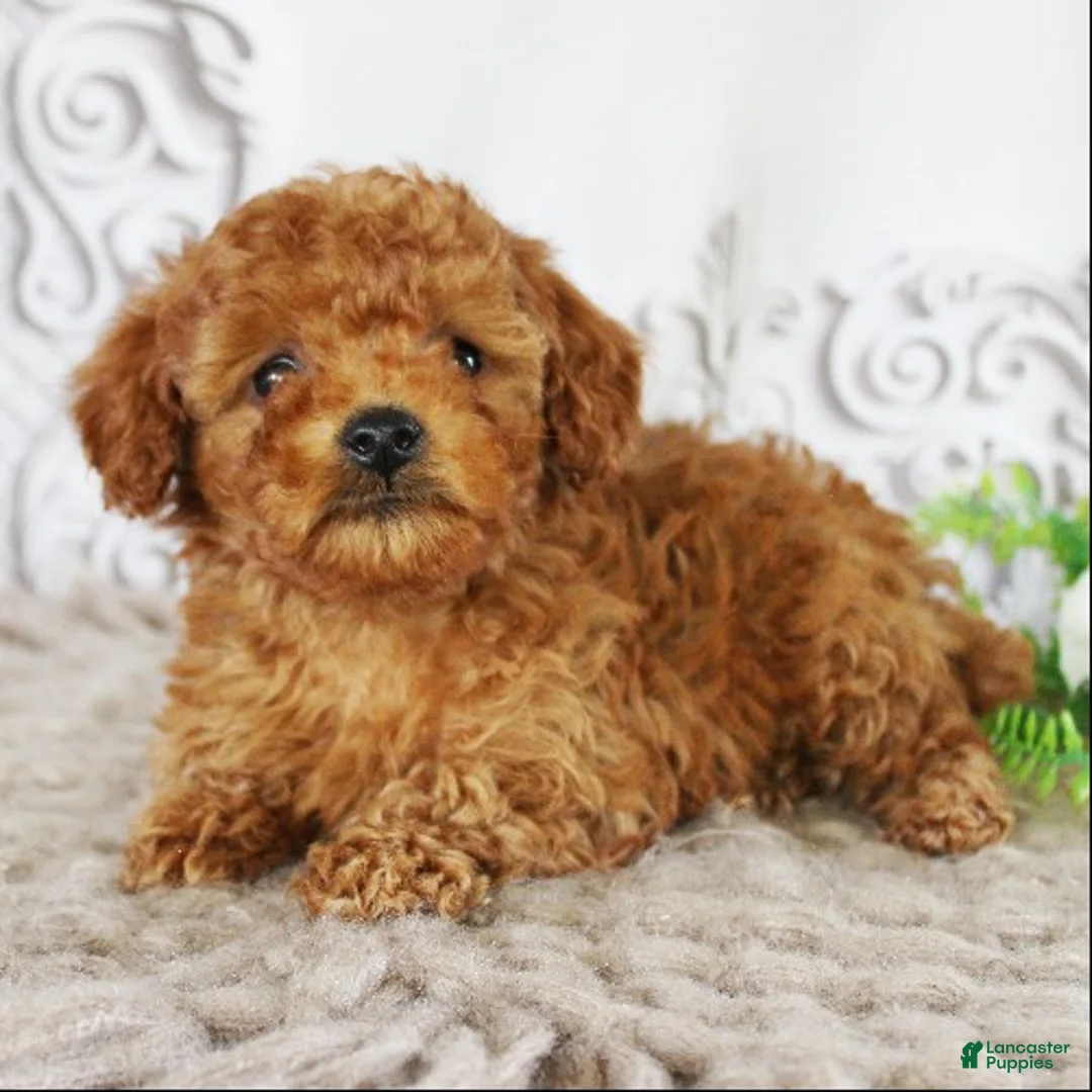 Toy Poodle dogs for sale: Coco - Ad 2