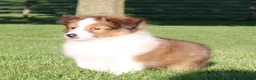 Shetland Sheepdog dogs for sale: Sydney - Ad 4