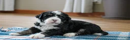 Mini Bernedoodle dogs for sale: Parker - Ad 4