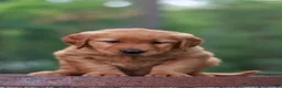 Golden Retriever dogs for sale: Bailey - Ad 1