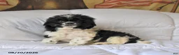 Shih Tzu dogs for sale: Max - Ad 4