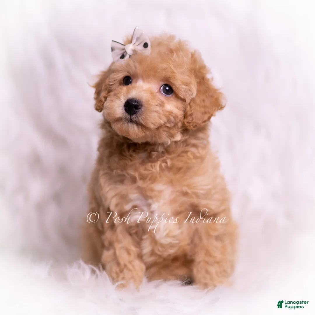 Toy Poodle dogs for sale: Tinker - Ad 2