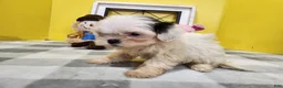 Teddy Bear dogs for sale: Clover - Ad 5