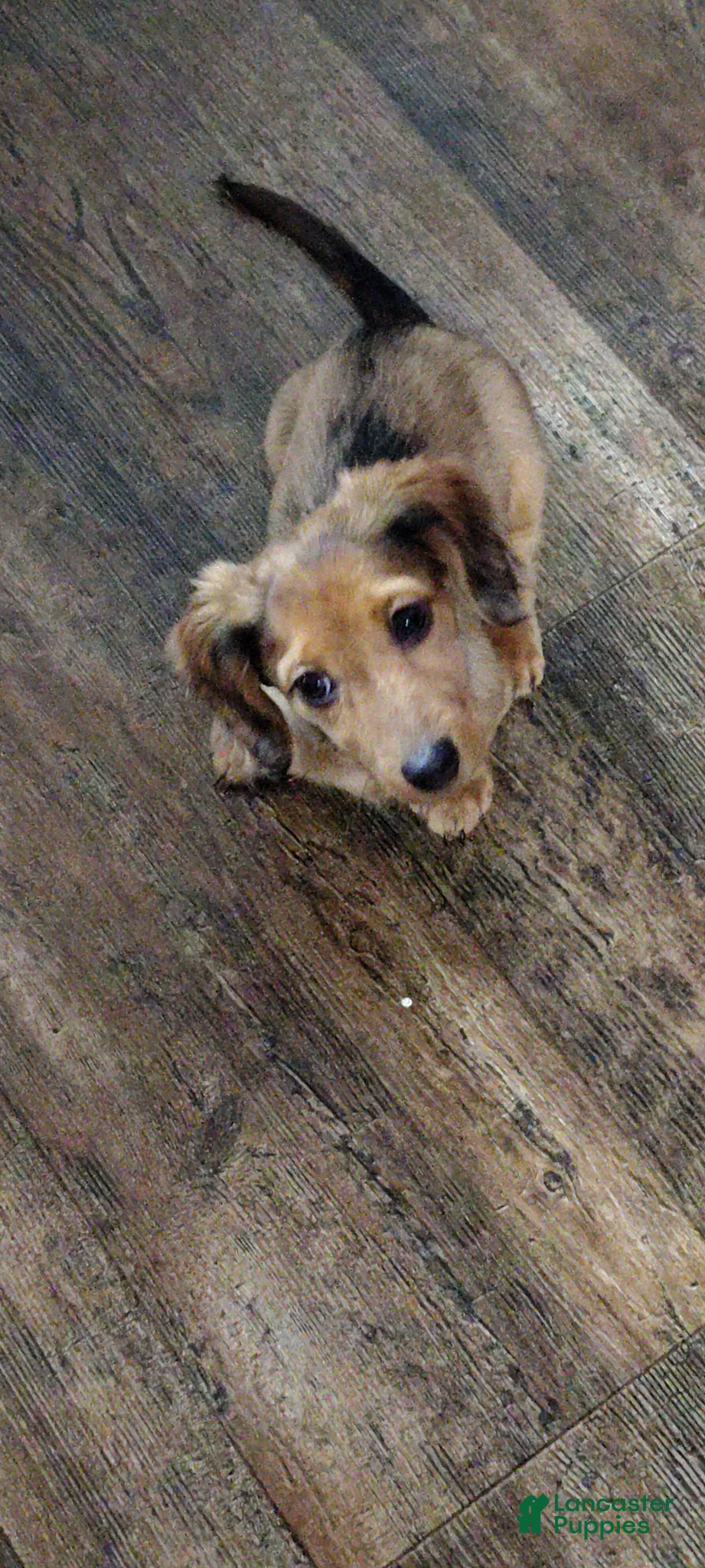 Miniature Dachshund dogs Miniature Dachshund Puppy 1 - Ad 18