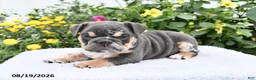English Bulldog dogs for sale: Patrick - Ad 3