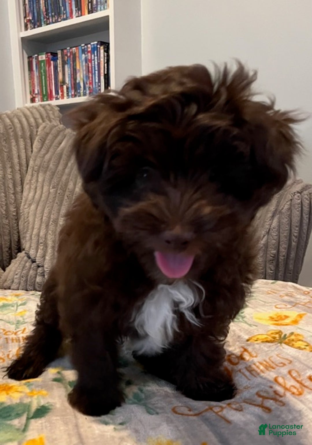 Pomapoo dogs for sale: Kevin - Ad 11