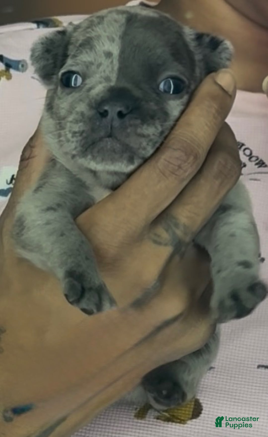 French Bulldog dogs for sale: French Bulldog Puppy 2 - Ad 2