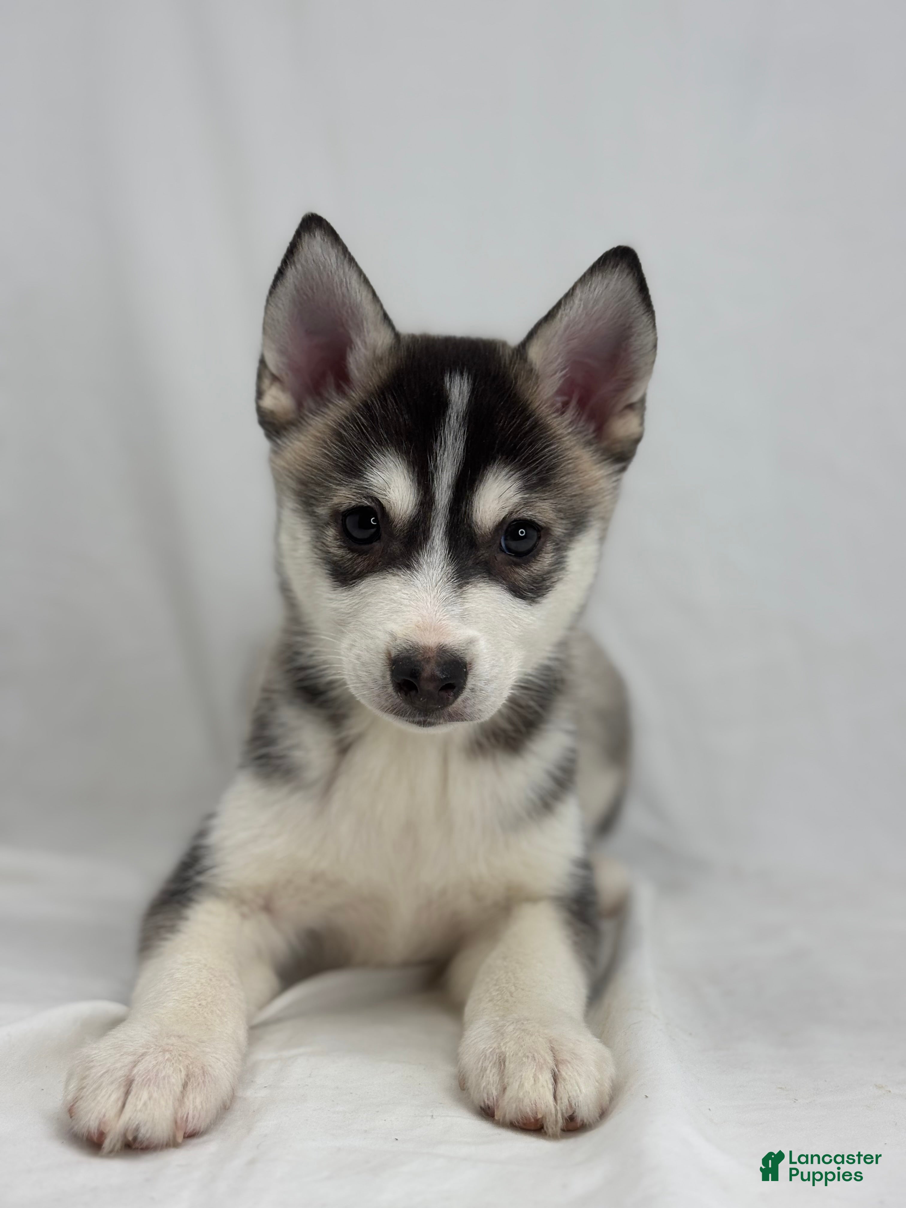 Pomsky dogs Camila  - Ad 1