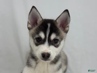 Pomsky dogs Camila - Ad 12