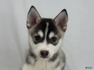 Pomsky dogs Camila - Ad 21