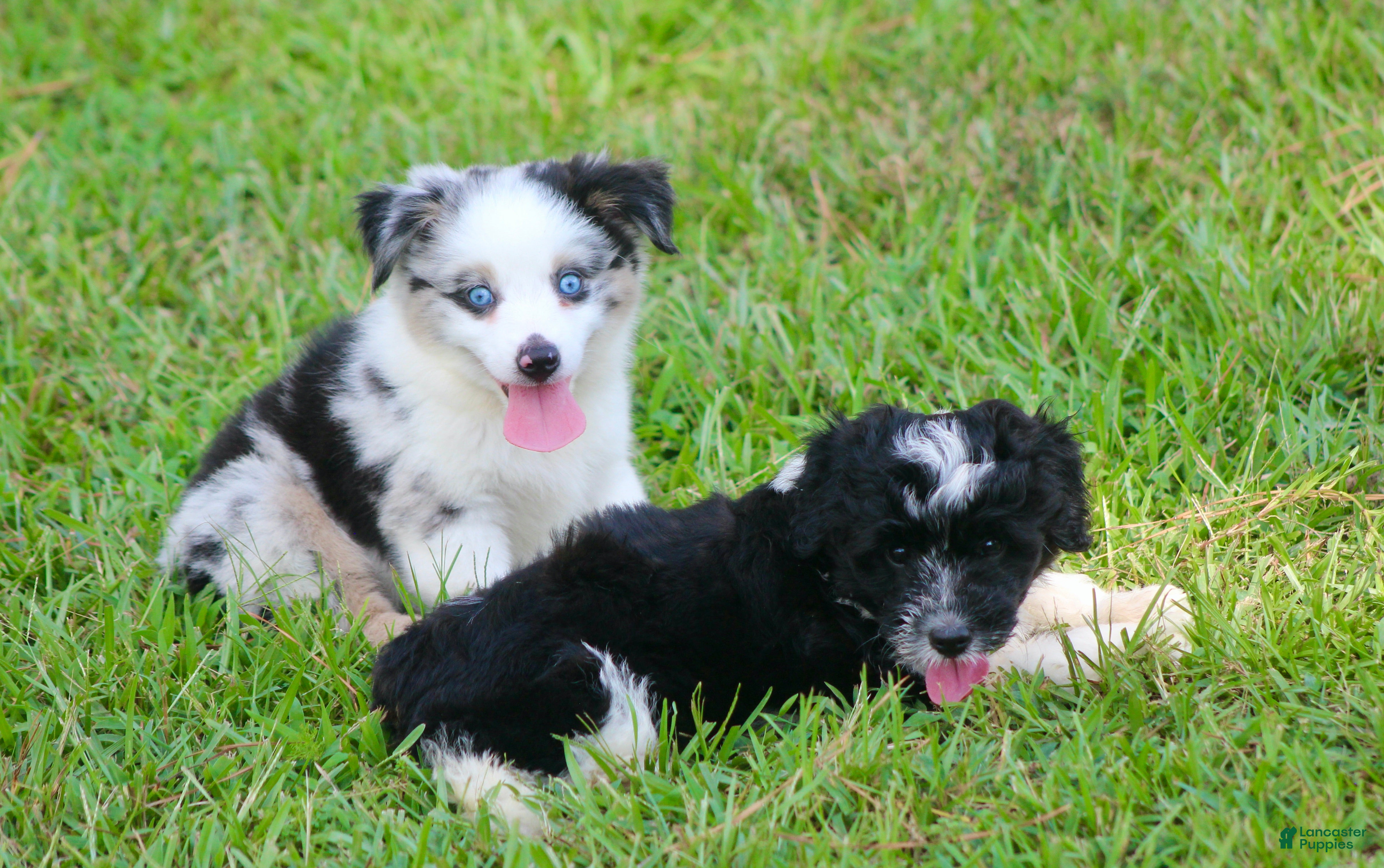 Australian Shepherd dogs Ace - Ad 2