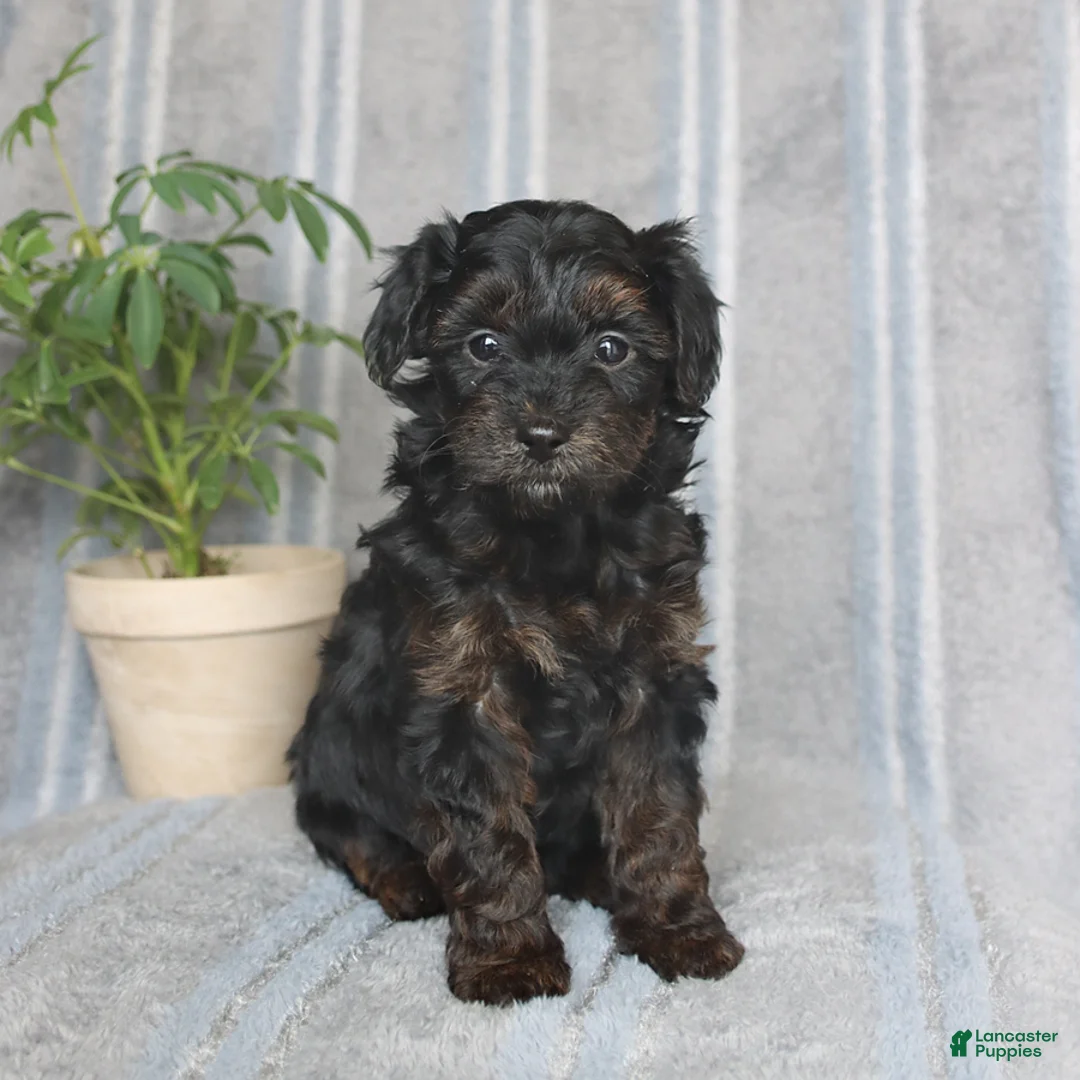 Mixed Breed dogs for sale: Jewel - Ad 2