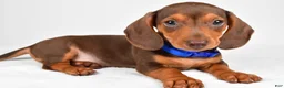 Miniature Dachshund dogs for sale: Austin - Ad 3