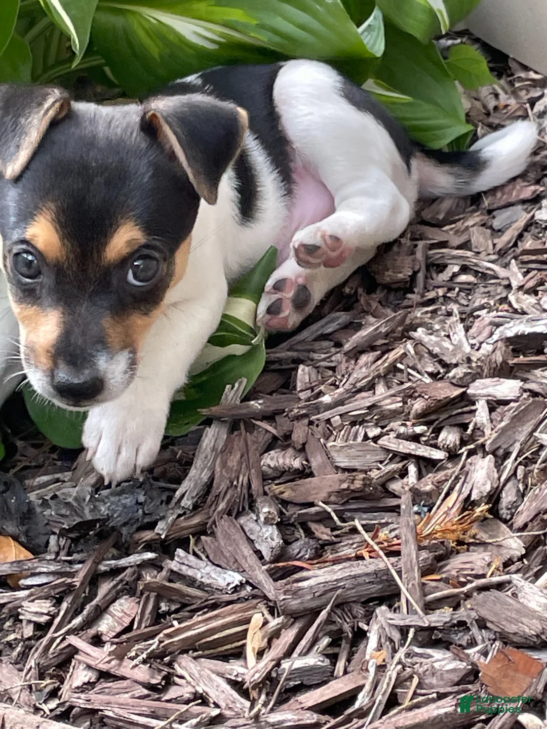 Jack Chi dogs for sale: Jack Chi Puppy 1 - Ad 1