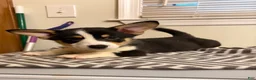 Welsh Corgi Pembroke dogs for sale: King - Ad 1