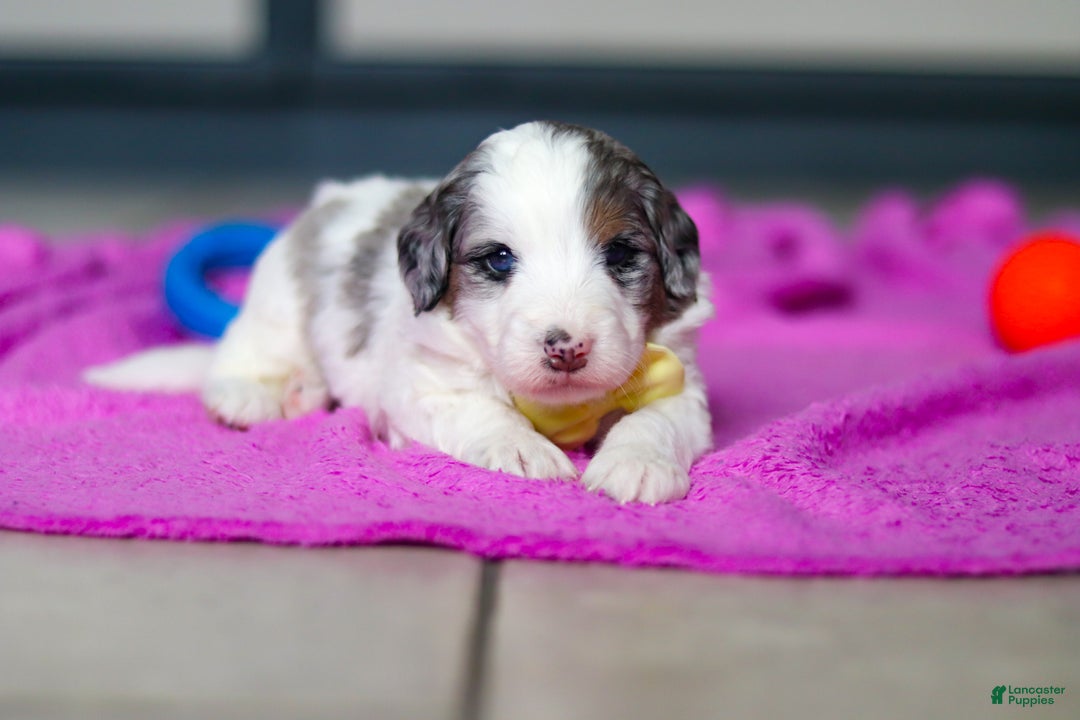 Mini Bernedoodle dogs for sale: Jesse - Ad 2