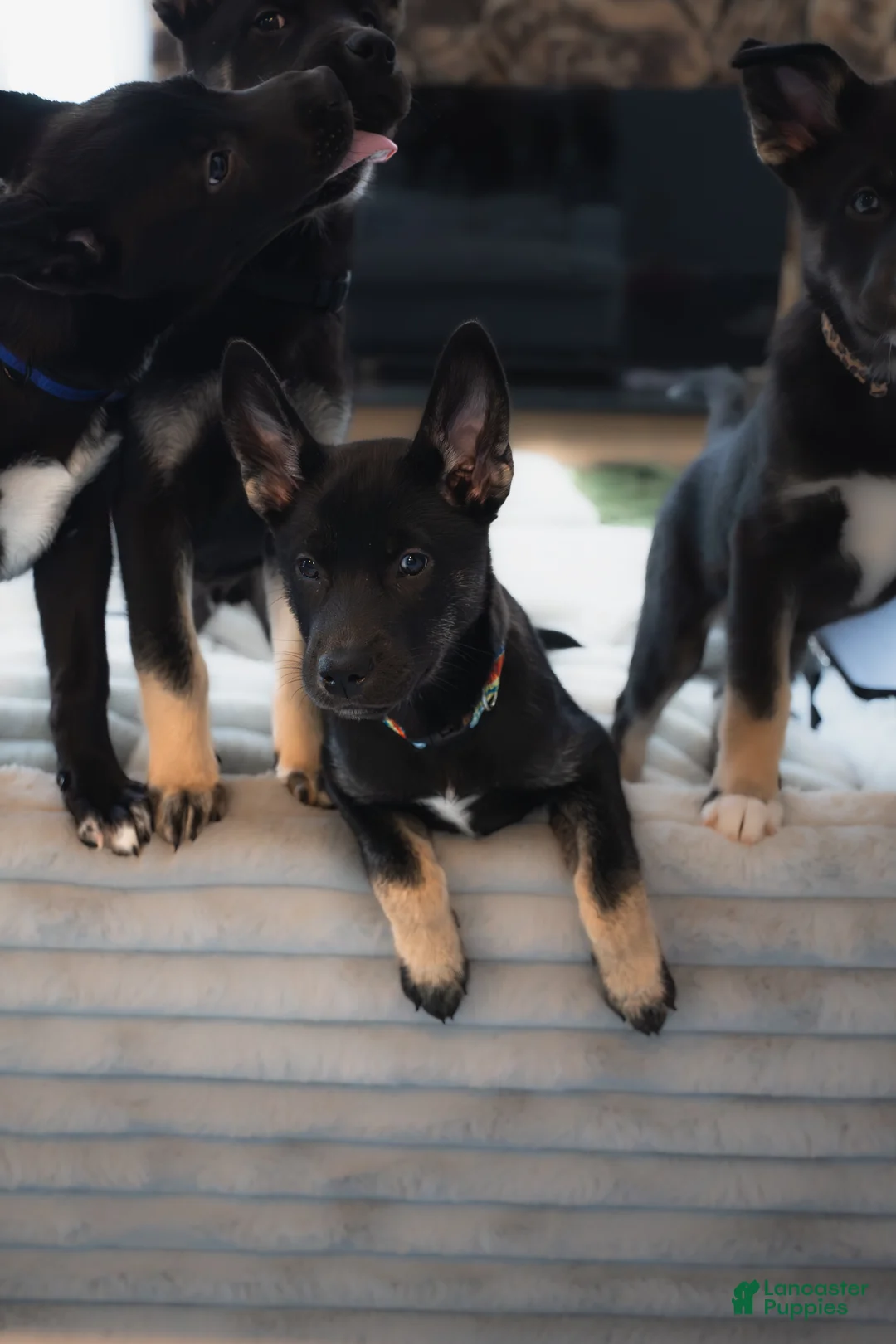 Mixed Breed dogs for sale: Yappy - Ad 3