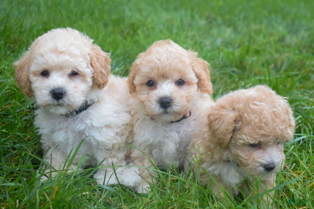 Maltipoo dogs for sale: Franklin 🐶 - Ad 6