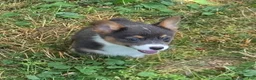 Welsh Corgi Pembroke dogs for sale: Lynx the low rider  - Ad 16