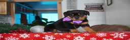 Rottweiler dogs for sale: Gabby - Ad 3