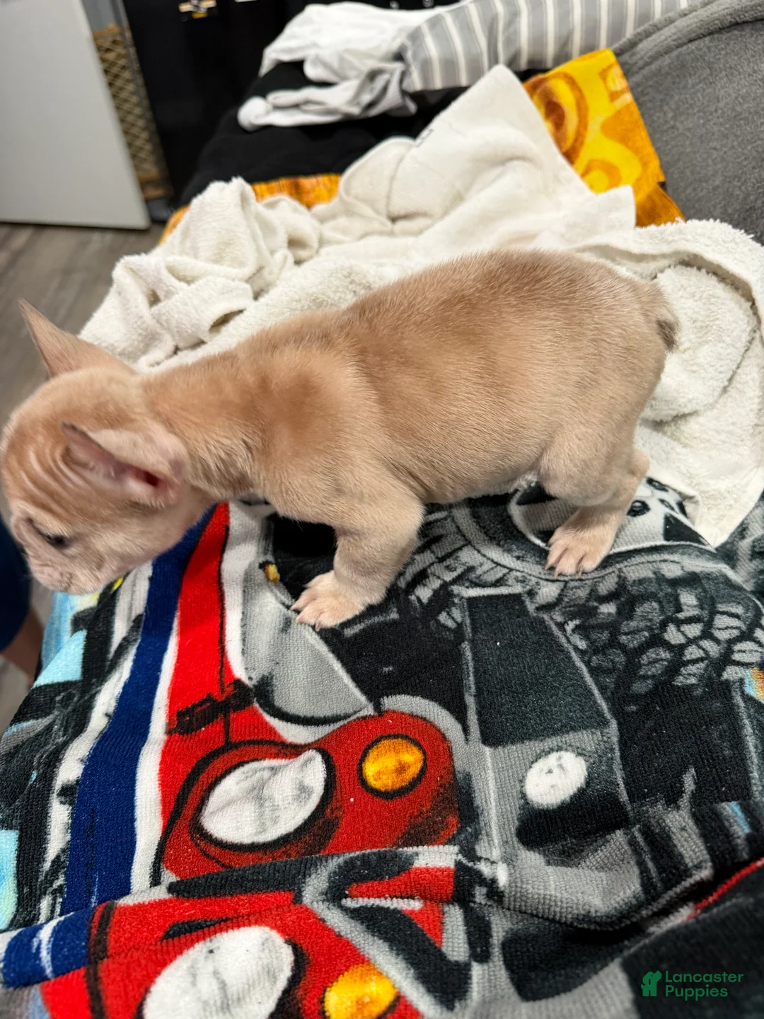 French Bulldog dogs for sale: French Bulldog Puppy 1 - Ad 2