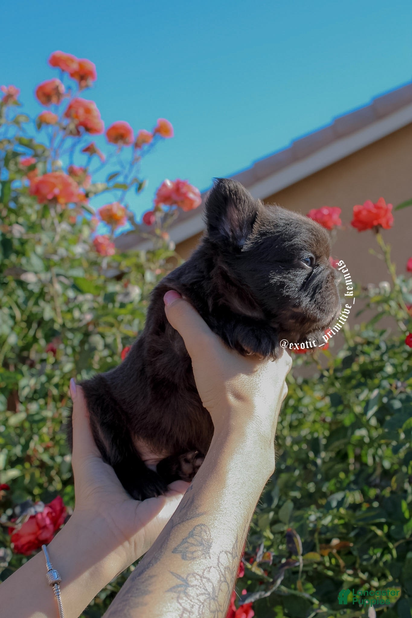 French Bulldog dogs French Bulldog Puppy 3 - Ad 2