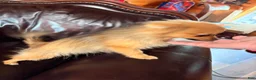 Pomeranian dogs for sale: Winnie - Ad 6