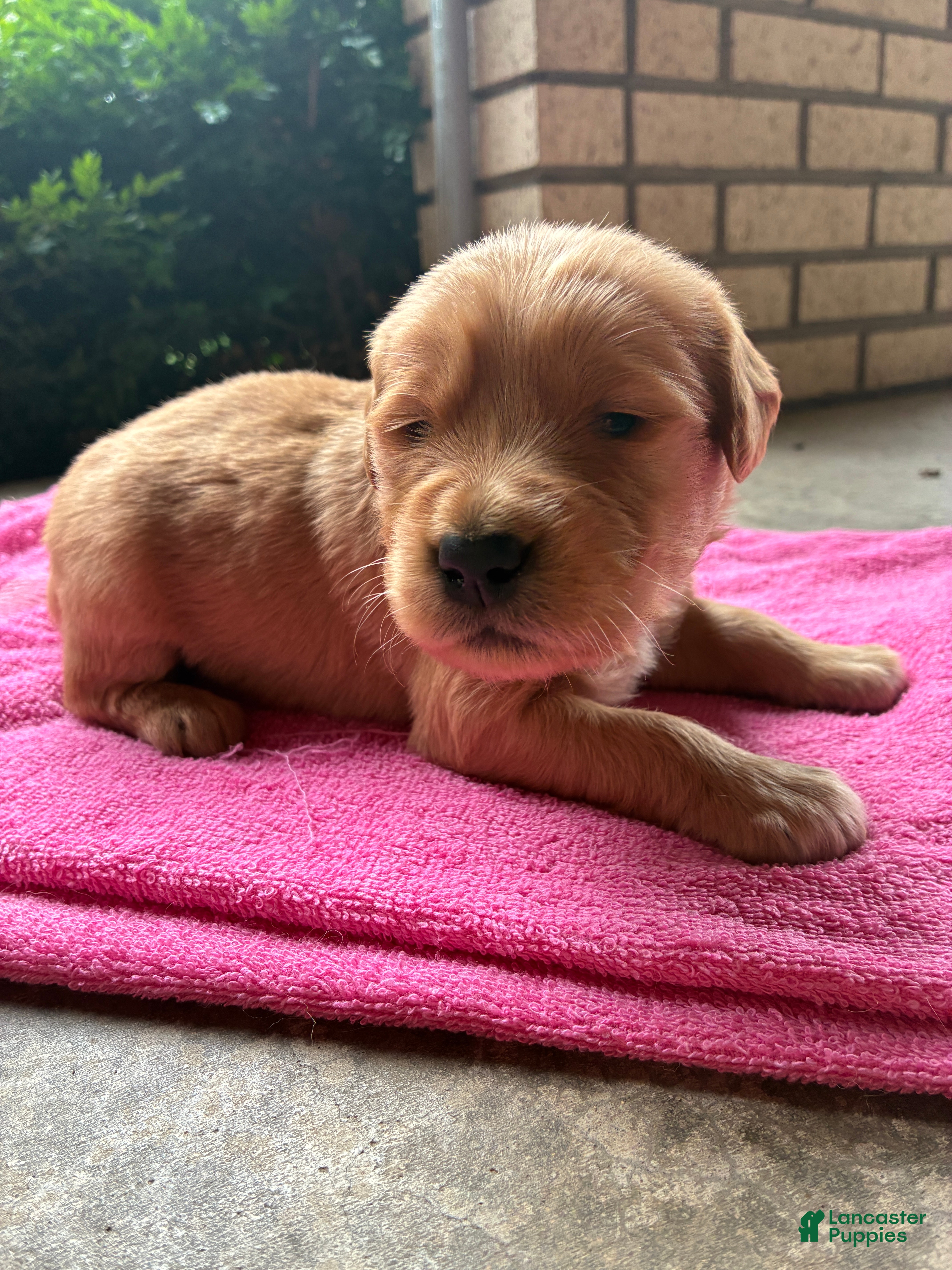 Golden Retriever dogs 10# Fanboy - Ad 1