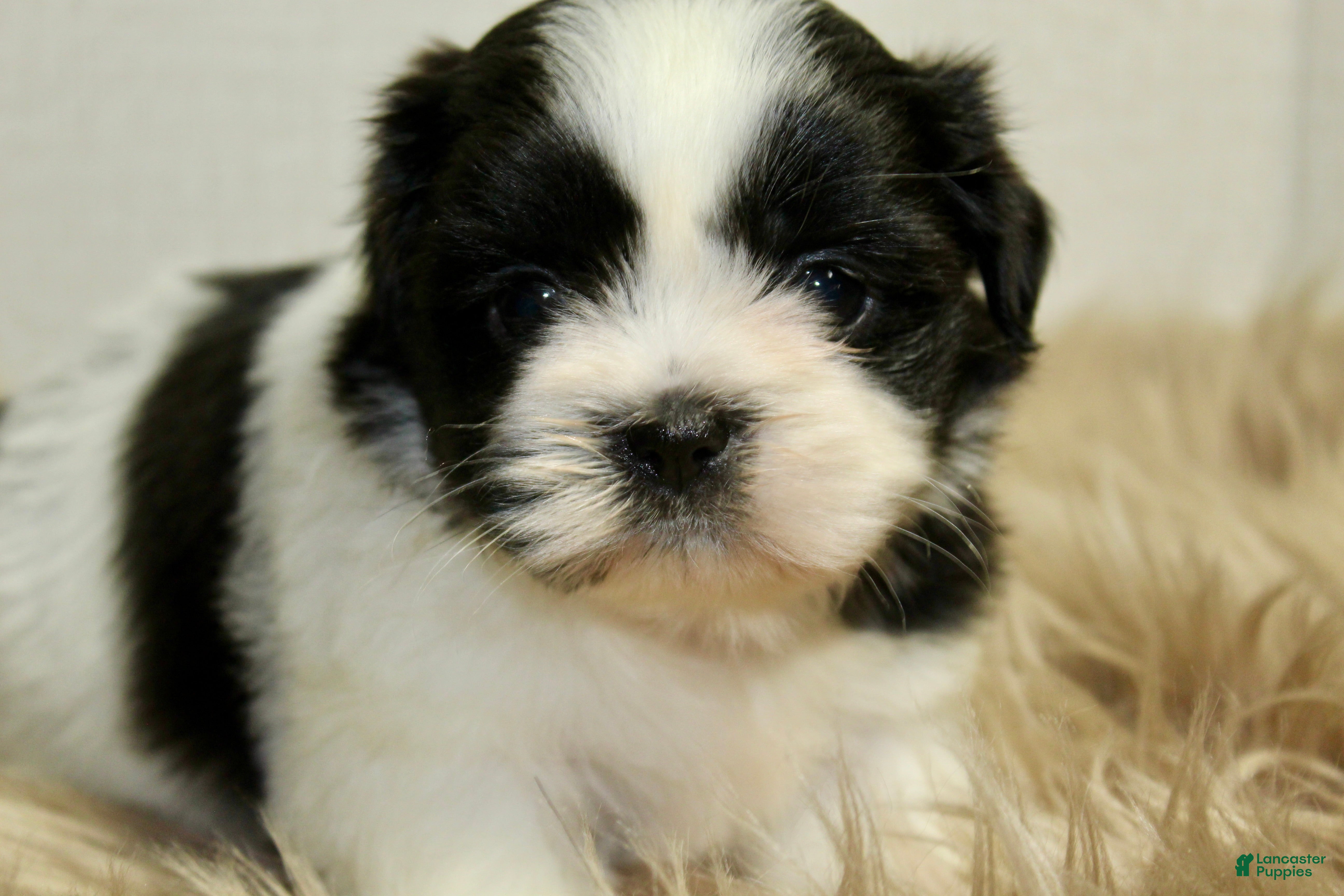 Shih Tzu dogs Dot - Ad 2