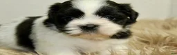 Shih Tzu dogs for sale: Dot - Ad 2