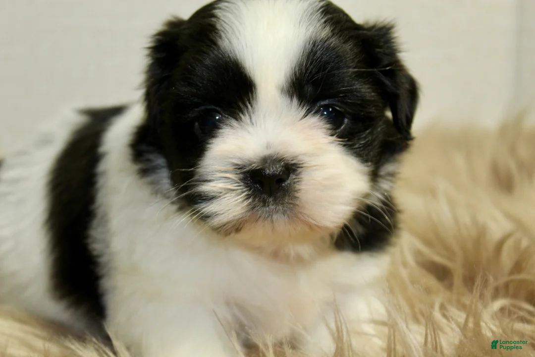 Shih Tzu dogs for sale: Dot - Ad 2