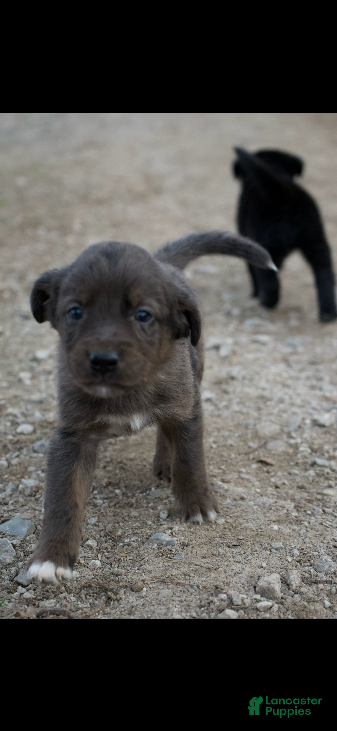 Mixed Breed dogs Mixed Breed Puppy 5 - Ad 32