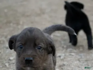 Mixed Breed dogs Mixed Breed Puppy 5 - Ad 32