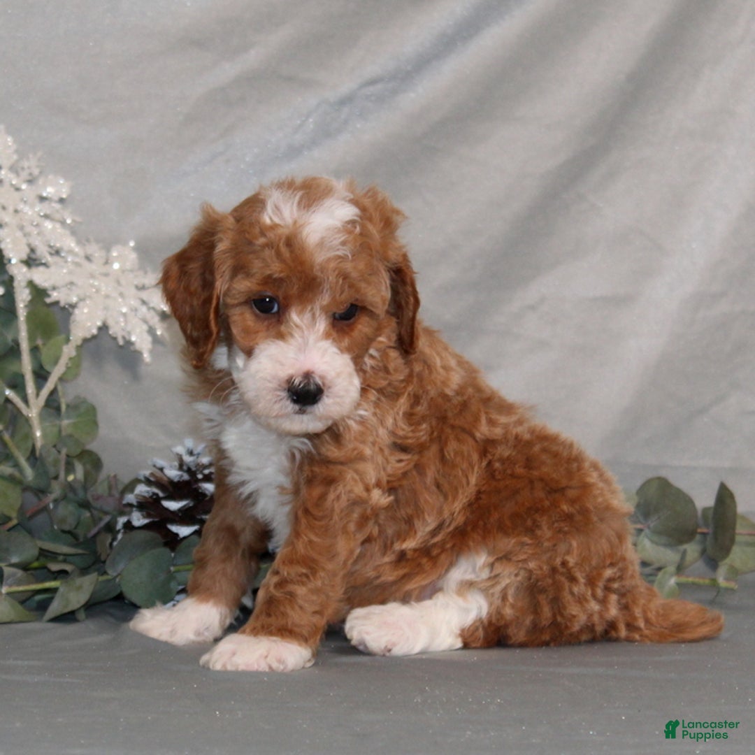 Miniature Poodle dogs for sale: Quintin - Ad 4