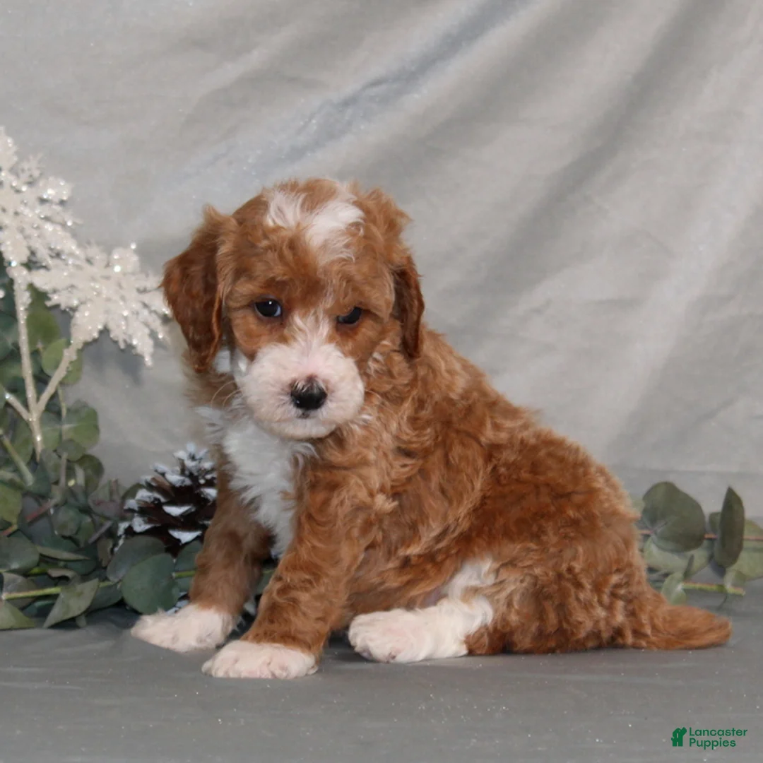 Miniature Poodle dogs for sale: Quintin - Ad 4